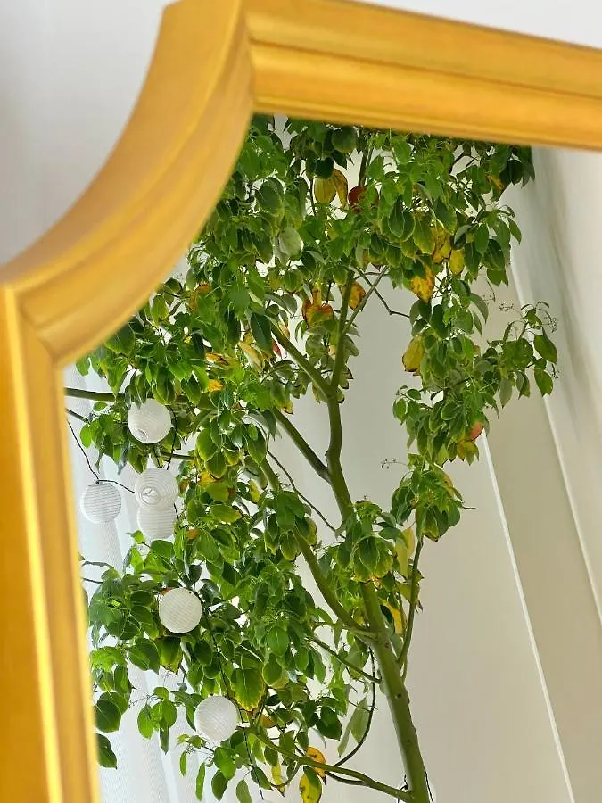 #Lemon Tree By Halu! Apartments Thessaloniki